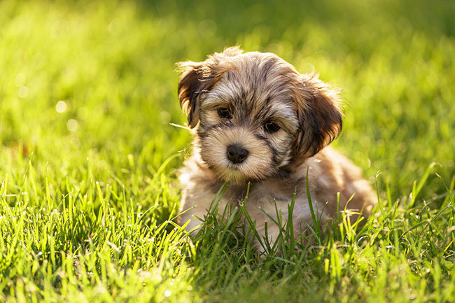 Better Pet Photography for Canvas Prints