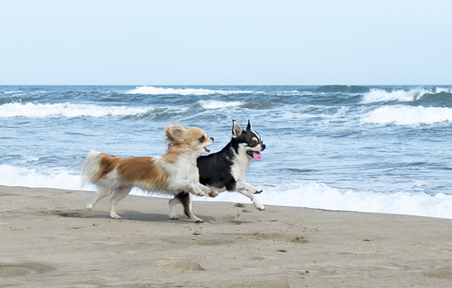 Choosing a Photo of Your Pet for Custom Canvas Prints