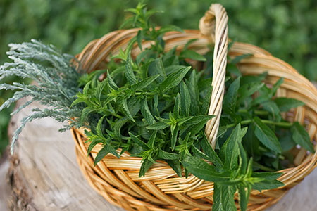 Wall Decor - Food Photography - Herbs