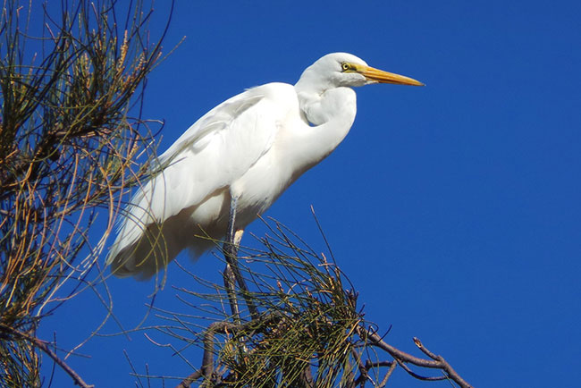 Art Gallery - Bird Photography - Egret