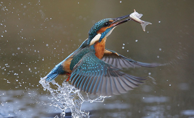 Art Gallery - Bird Photography - Kingfisher