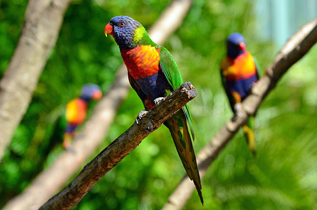 Art Gallery - Bird Photography - Rainbow Lorikeet