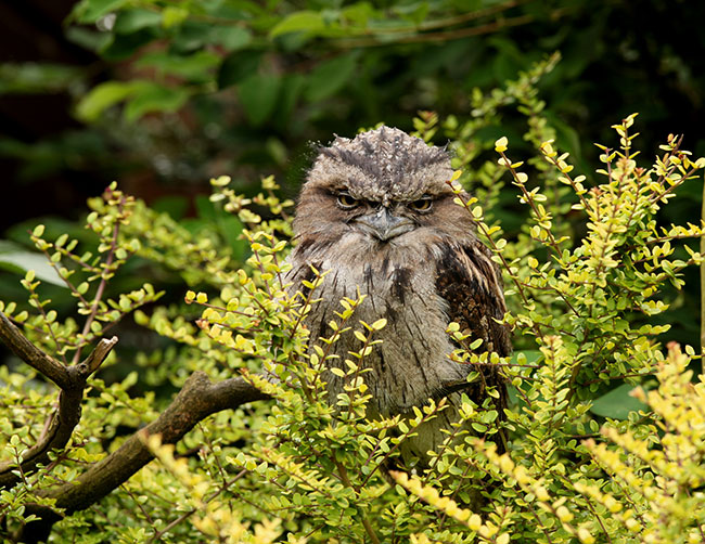 Art Gallery - Bird Photography - Tawny Frog Mouth