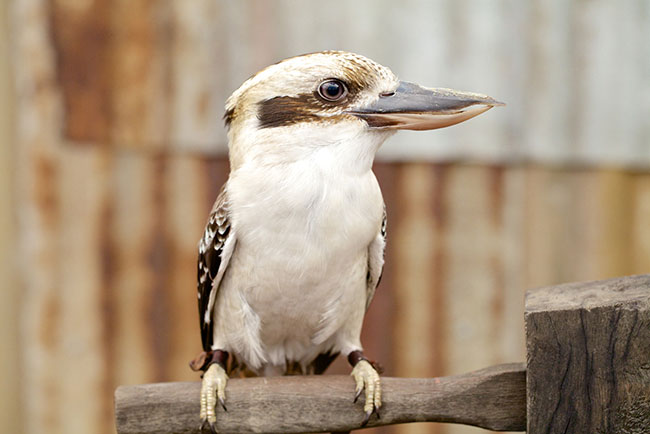 Kookaburra Art Gallery - Bird Photography