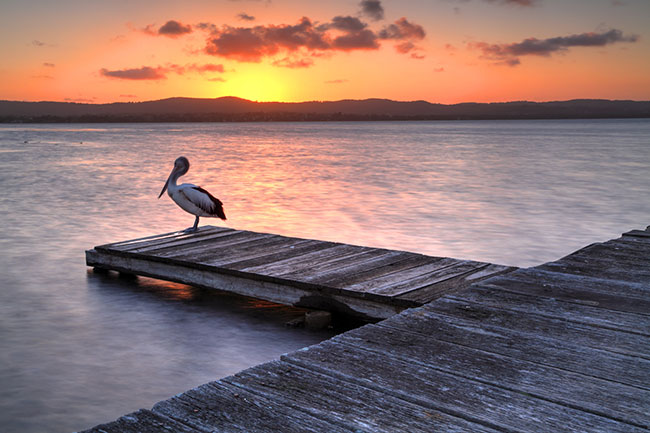 Pelican Art Gallery - Bird Photography